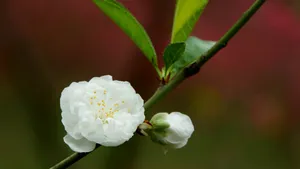 洁白的白碧桃花图片_14