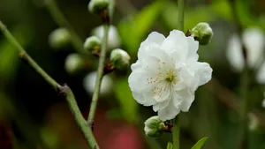 洁白的白碧桃花图片_16