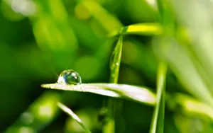 绿色植物露珠桌面壁纸_3