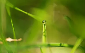 绿色植物露珠桌面壁纸_5
