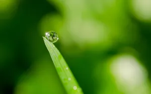 绿色植物露珠桌面壁纸_6