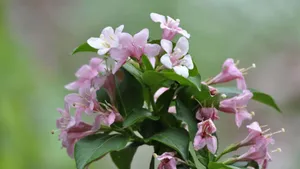 忍冬科锦带花图片_2