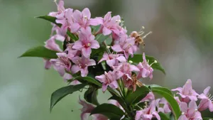 忍冬科锦带花图片_3