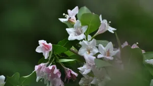 忍冬科锦带花图片_4