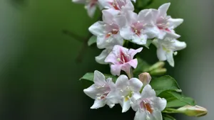 忍冬科锦带花图片_5