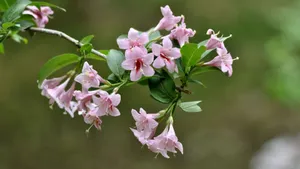 忍冬科锦带花图片_6