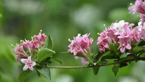 忍冬科锦带花图片_7