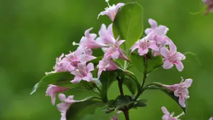 忍冬科锦带花图片_8