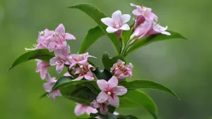 忍冬科锦带花图片_9