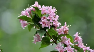 忍冬科锦带花图片_12