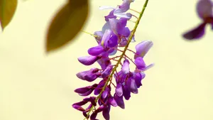 紫藤花图片壁纸_2