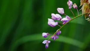 紫藤花图片壁纸_4