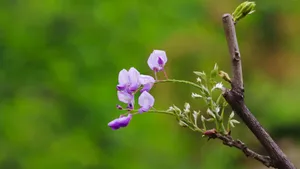 紫藤花图片壁纸_6