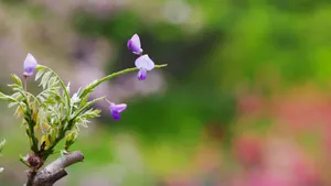 紫藤花图片壁纸_7