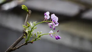 紫藤花图片壁纸_8
