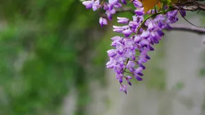 紫藤花图片壁纸_9