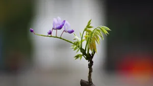 紫藤花图片壁纸_10