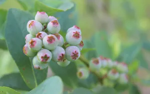 蓝莓水果图片_7