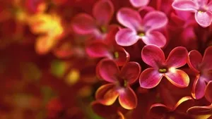 紫色丁香花图片_2