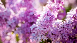 紫色丁香花图片_3