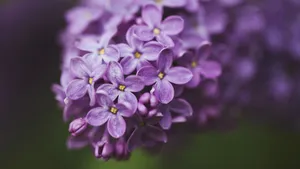 紫色丁香花图片_6