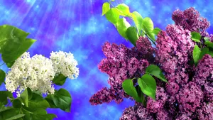 紫色丁香花图片_7