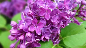 紫色丁香花图片_8