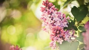 紫色丁香花图片_9