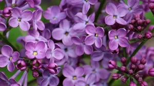 紫色丁香花图片_10