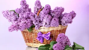 紫色丁香花图片_12