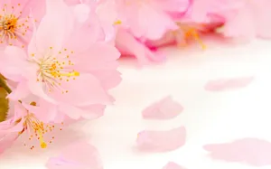春暖花开图片壁纸_2