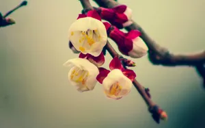 春暖花开图片壁纸_4