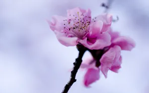 春暖花开图片壁纸_6