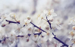 春暖花开图片壁纸_7