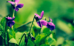 春暖花开图片壁纸_8