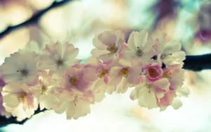 春暖花开图片壁纸_9
