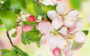 春暖花开图片壁纸_10