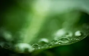 绿色护眼植物露珠壁纸_2