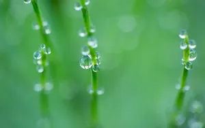 绿色护眼植物露珠壁纸_3