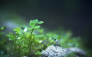 绿色护眼植物露珠壁纸_4