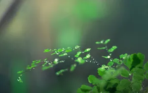 绿色护眼植物露珠壁纸_5