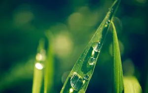绿色护眼植物露珠壁纸_6