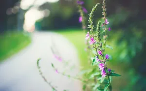 绿色护眼植物露珠壁纸_7