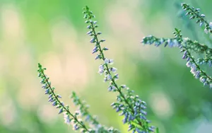 绿色护眼植物露珠壁纸_8