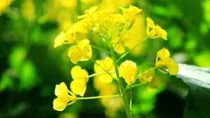 油菜花图片_6