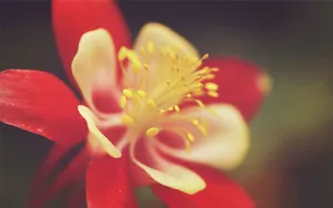 微距特写花蕊图片_2