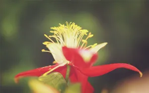 微距特写花蕊图片_3