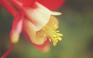 微距特写花蕊图片_4