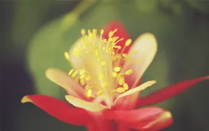 微距特写花蕊图片_5