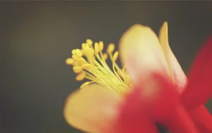 微距特写花蕊图片_6